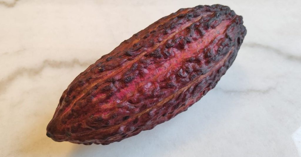 haba de cacao