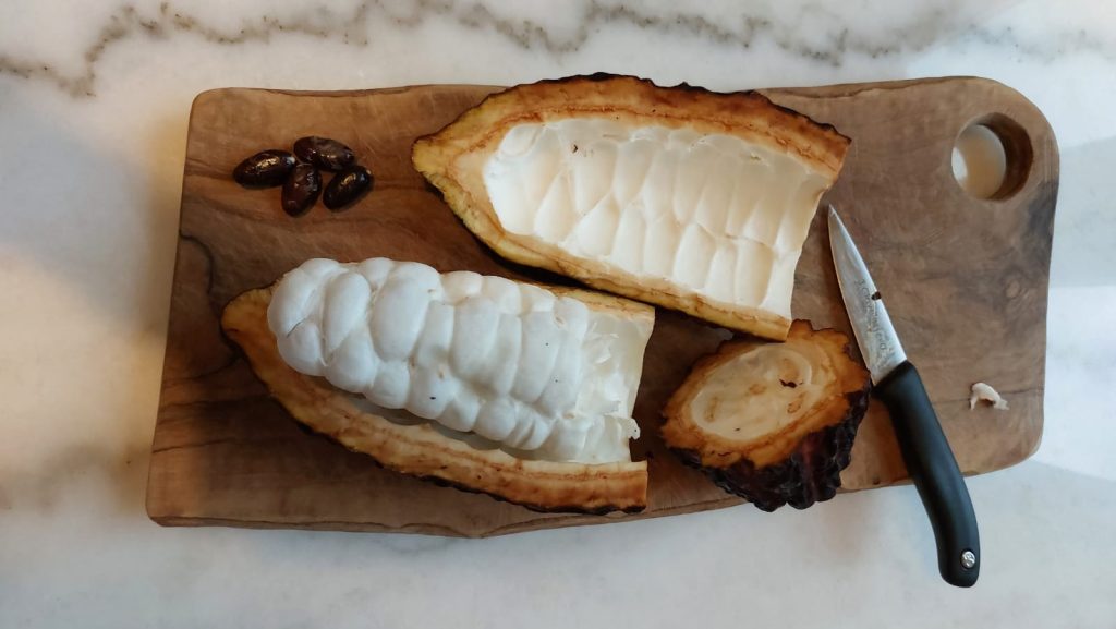 haba de cacao cortada con mucilago y nibs