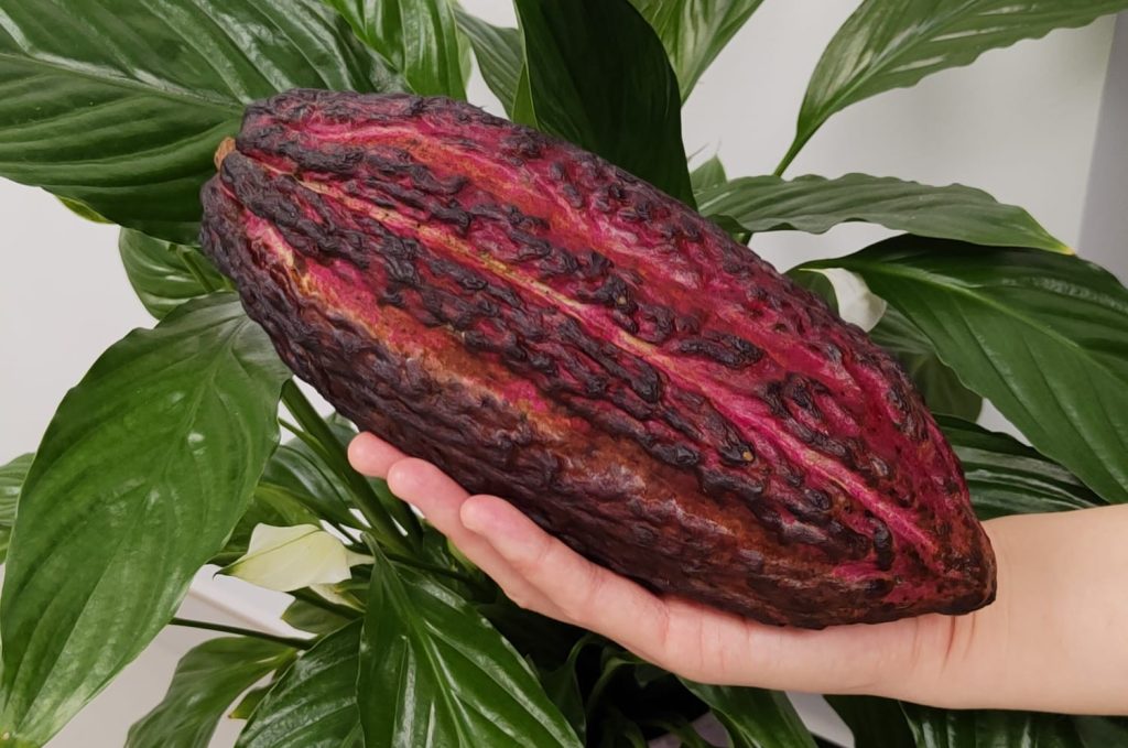 haba de cacao entera
