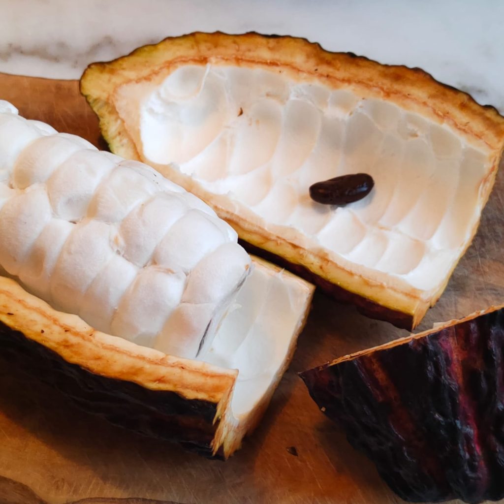 semilla de cacao dentro de la haba