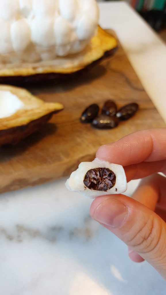 semilla de cacao con nibs visible