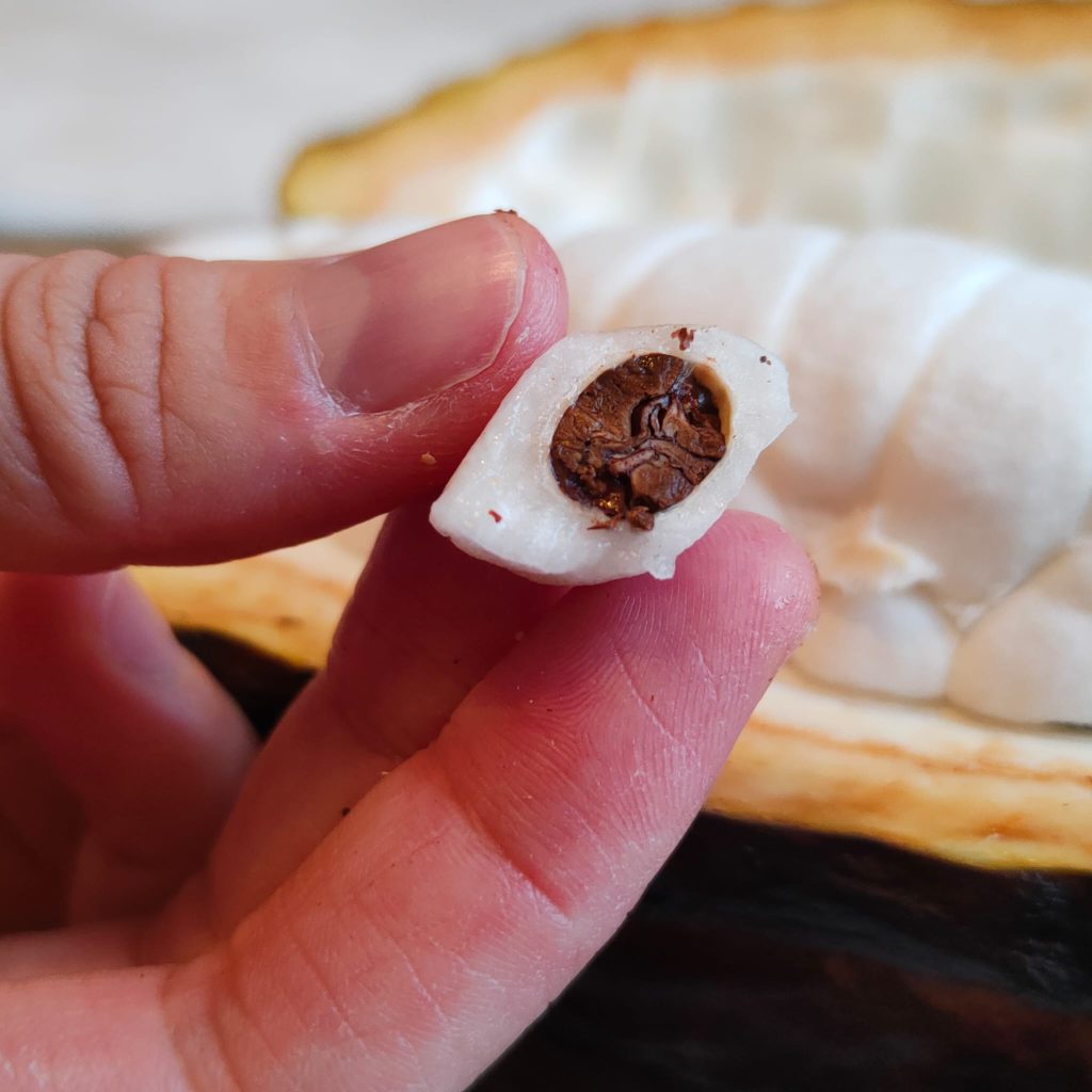 interior nibs de cacao