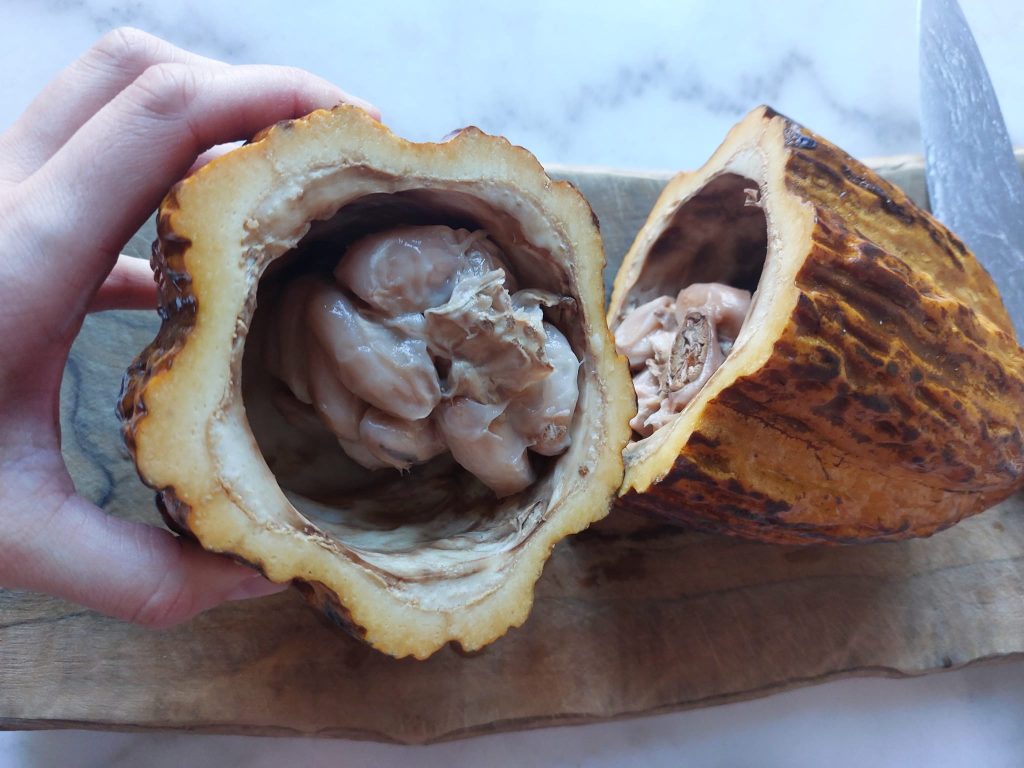 mazorca de cacao de ecuador